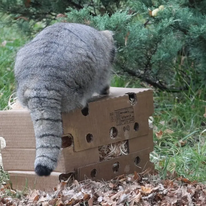モスクワ動物園のティモフェイの写真