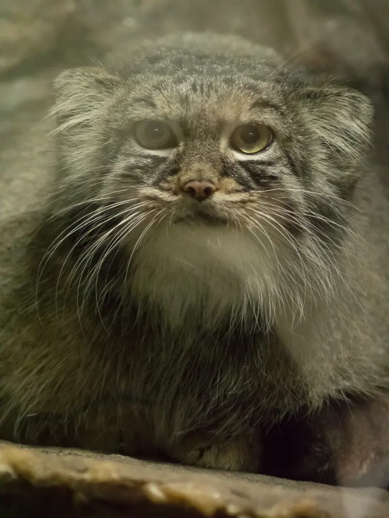 恩賜上野動物園のサフランの写真