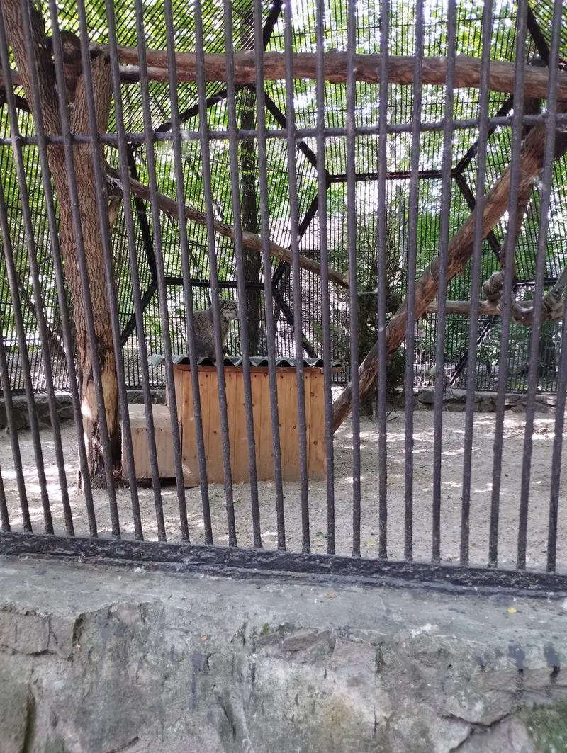 ノヴォシビルスク動物園のマヌルネコの写真