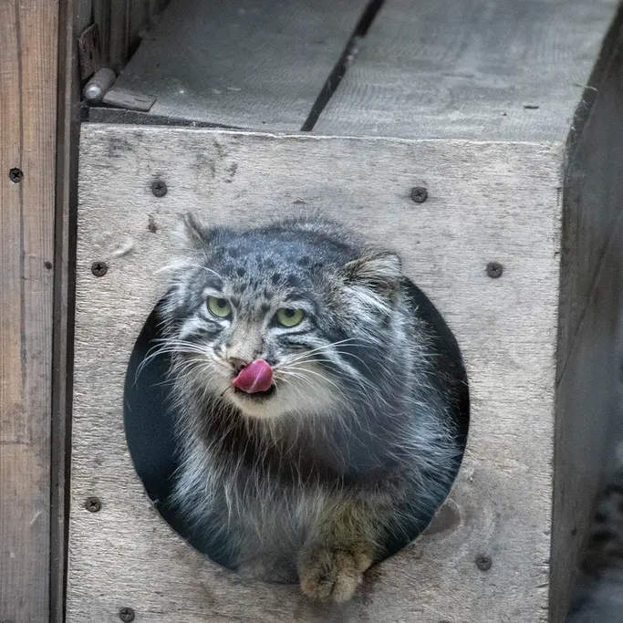 ノヴォシビルスク動物園のグレイの写真