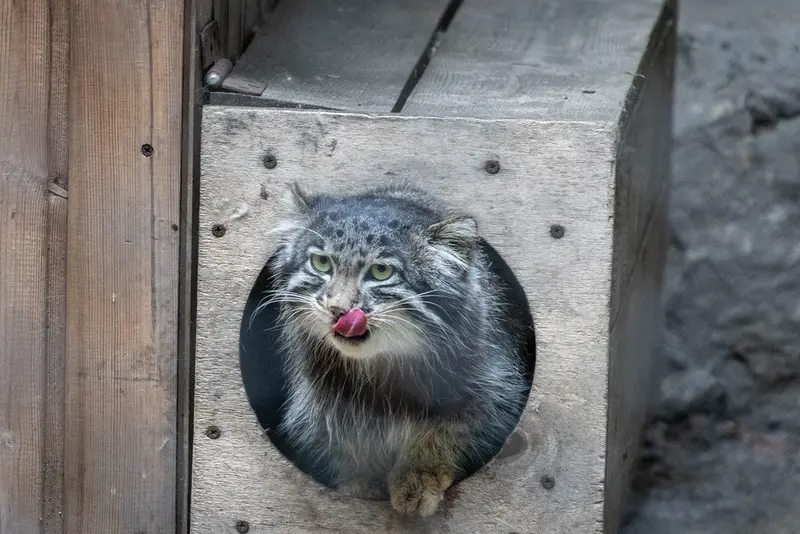 ノヴォシビルスク動物園のグレイの写真