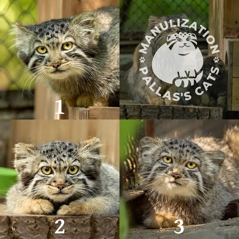 ノヴォシビルスク動物園のアデルの子ネコ b.2026 Ⅰ、アデルの子ネコ b.2026 Ⅱとアデルの子ネコ b.2026 Ⅲの写真