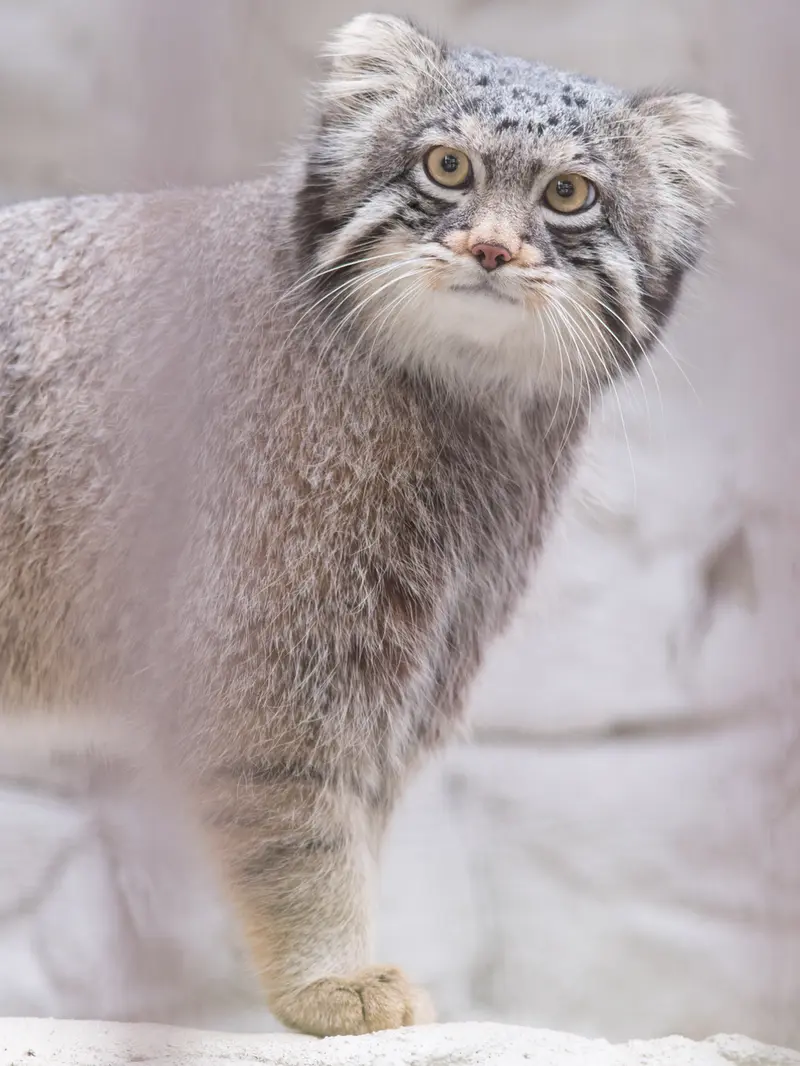 野毛山動物園のフィーガの写真