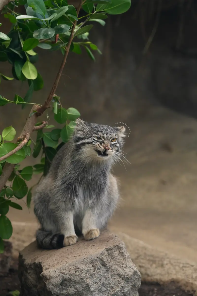 神戸どうぶつ王国のメイの写真
