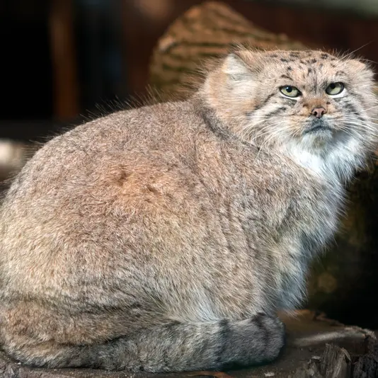 リトアニア動物園のメリッサの写真