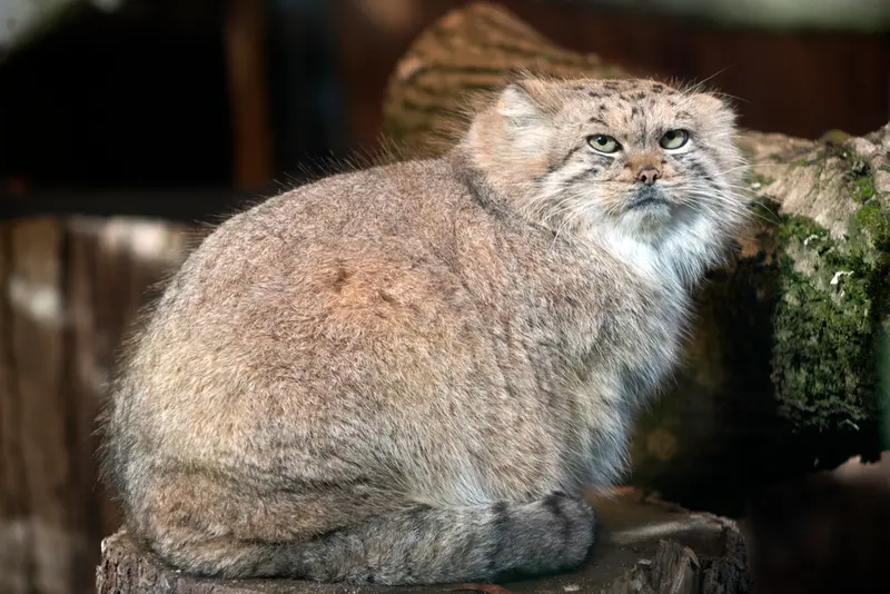 リトアニア動物園のメリッサの写真