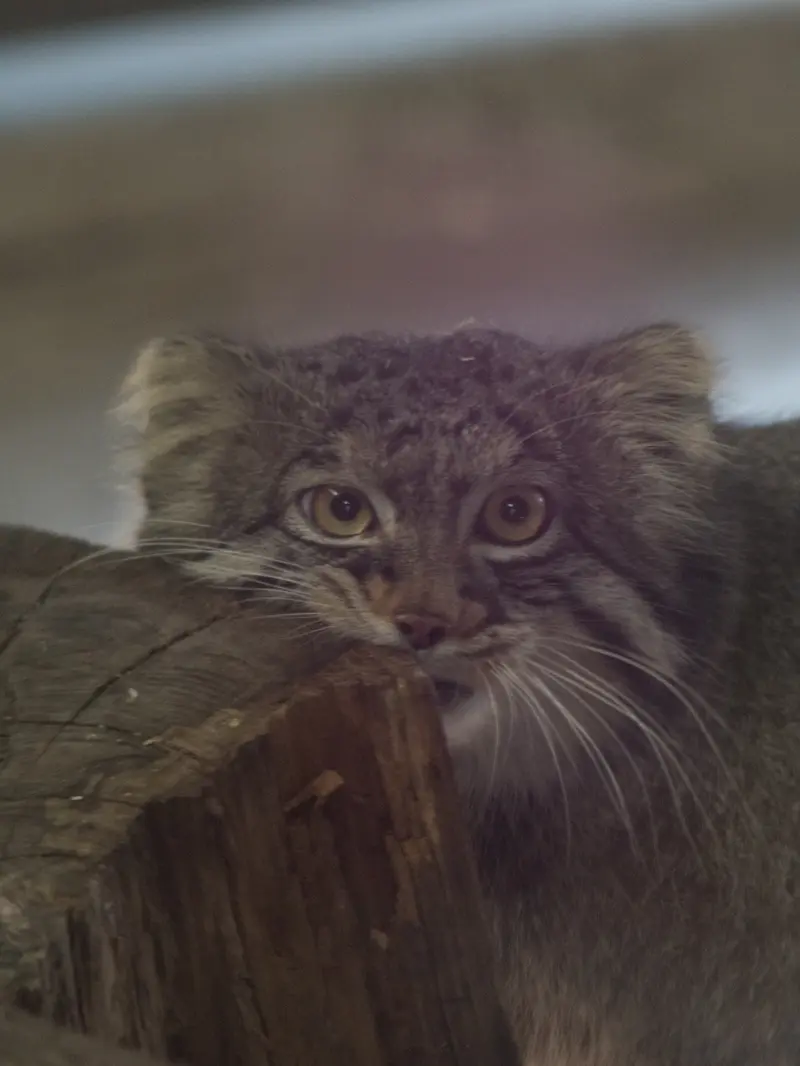 野毛山動物園のフィーガの写真