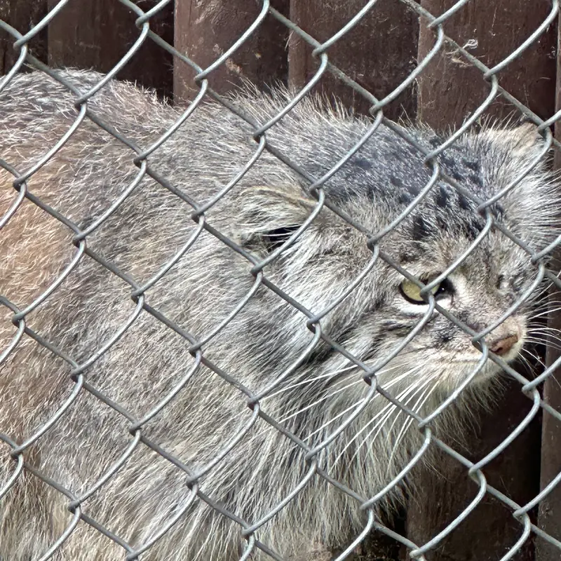 ポズナン新動物園のボジェンカの写真