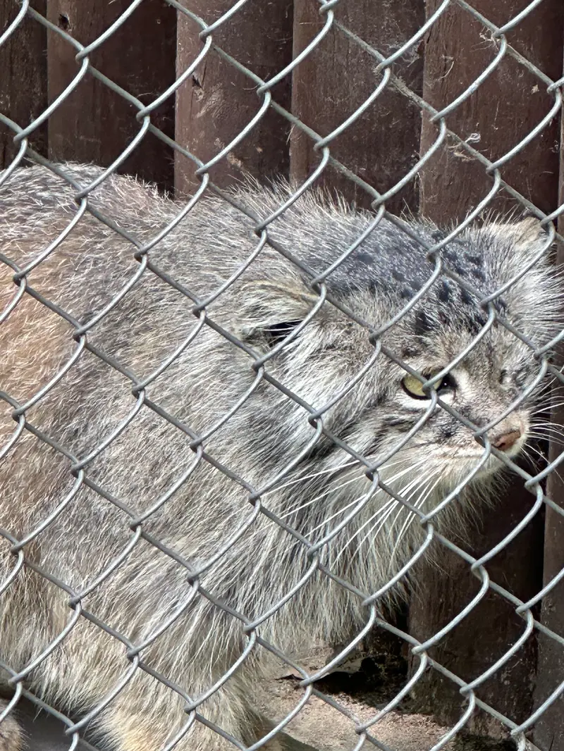 ポズナン新動物園のボジェンカの写真
