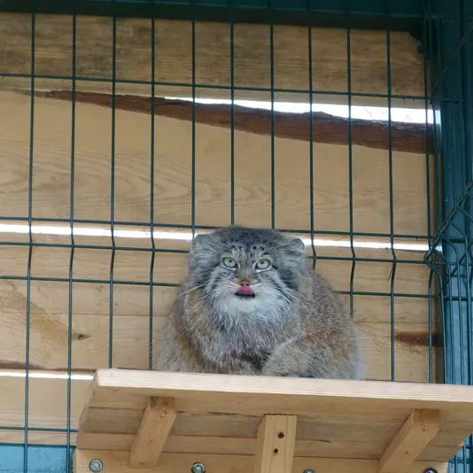 バルナウル動物園「レースナヤ・スカースカ」のペペの写真
