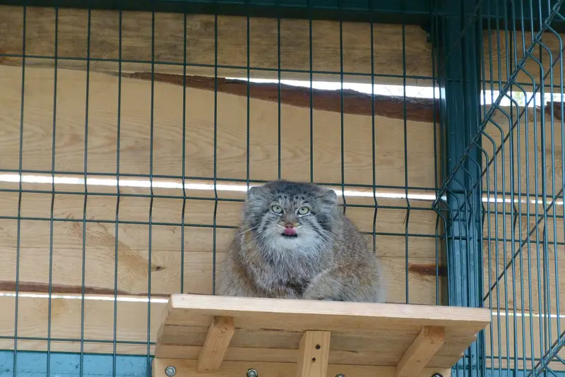 バルナウル動物園「レースナヤ・スカースカ」のペペの写真