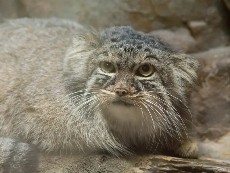 恩賜上野動物園のサフランの写真