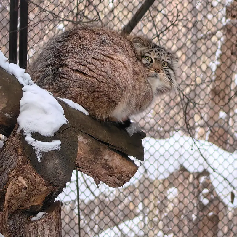 ノヴォシビルスク動物園のエルフの写真