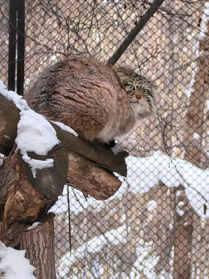 ノヴォシビルスク動物園のエルフの写真