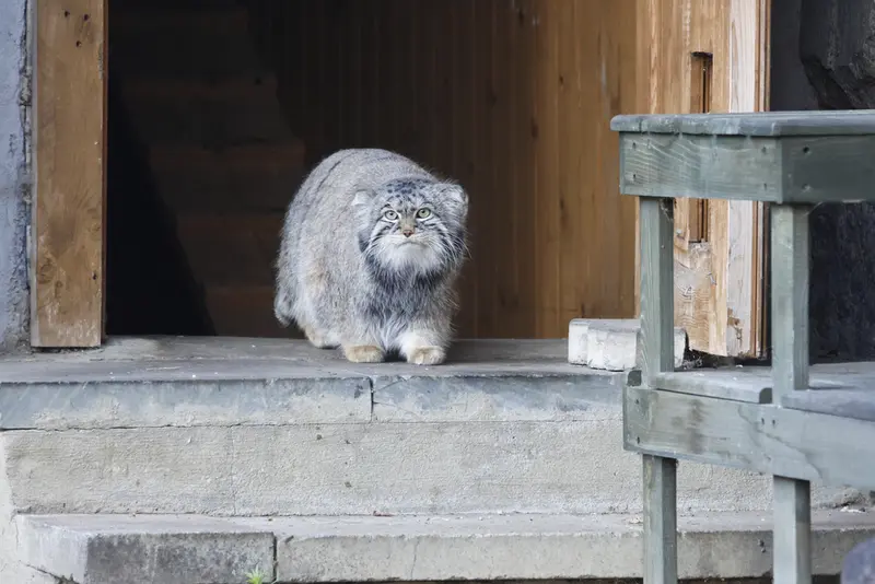 モスクワ動物園のティモフェイの写真