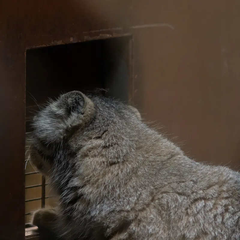 恩賜上野動物園のプリームラの写真