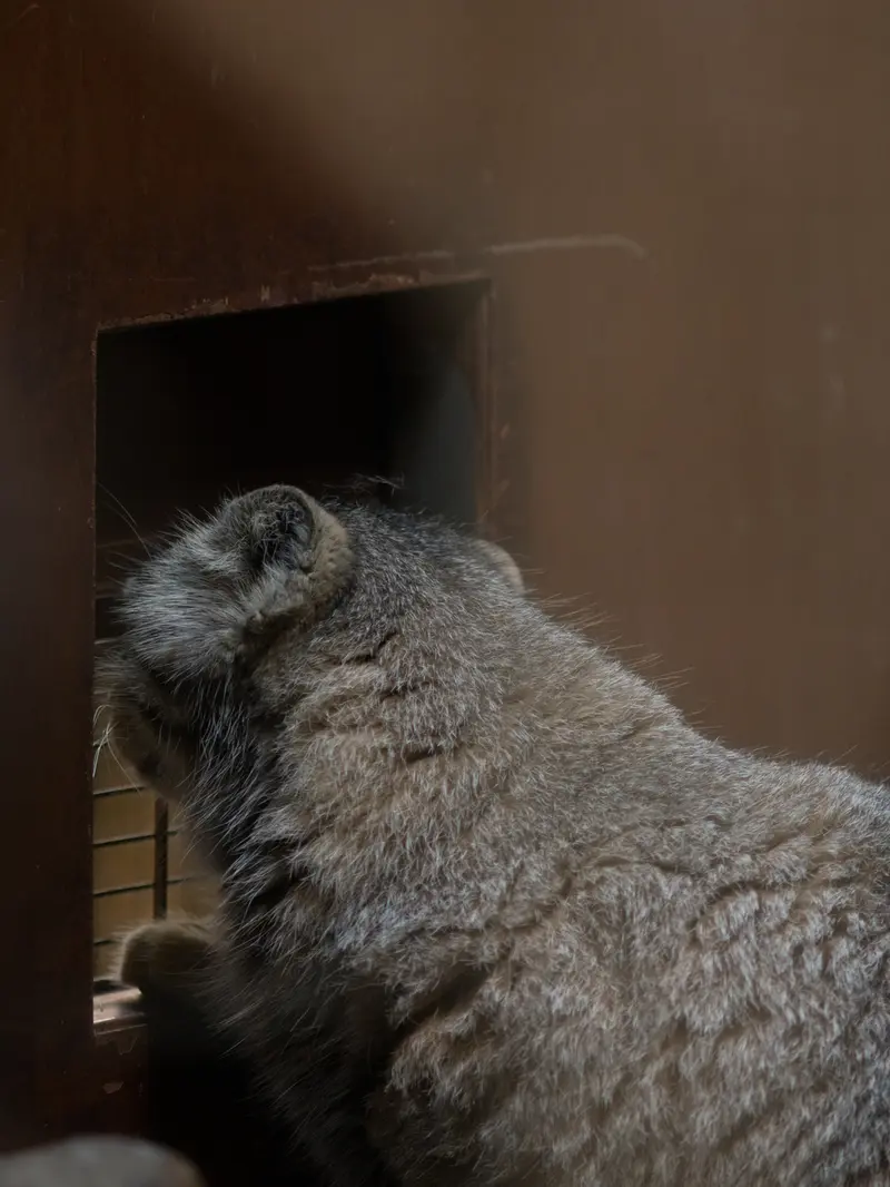 恩賜上野動物園のプリームラの写真