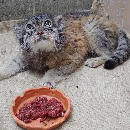 恩賜上野動物園のドローの写真