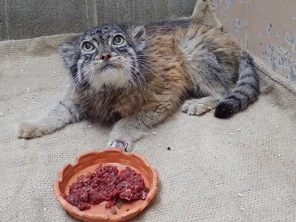 恩賜上野動物園のドローの写真
