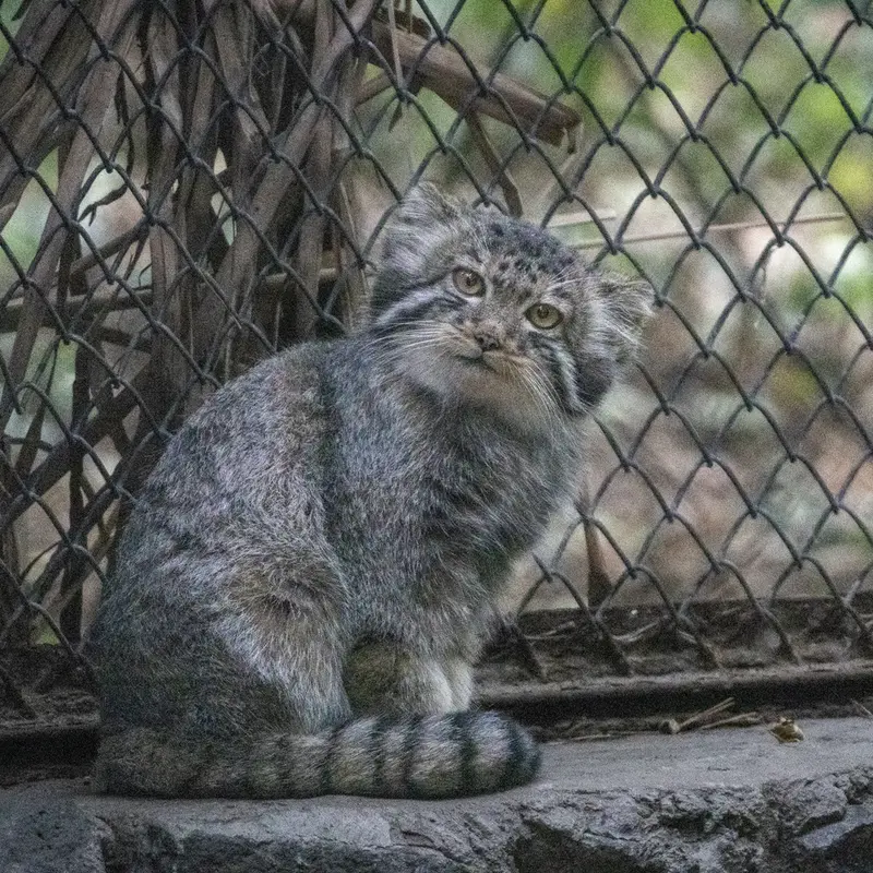 ノヴォシビルスク動物園のイヴの子（2026年生まれ）Ⅴの写真