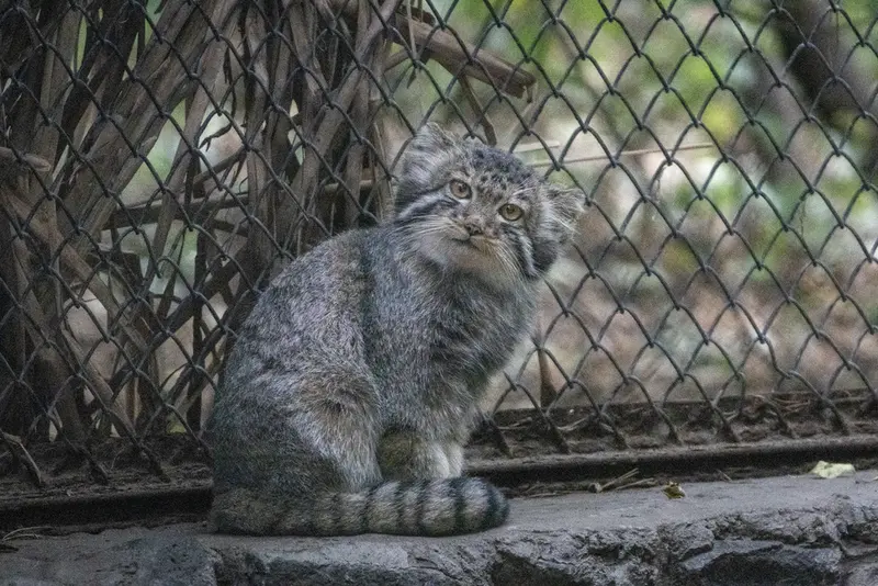 ノヴォシビルスク動物園のマヌルネコの写真