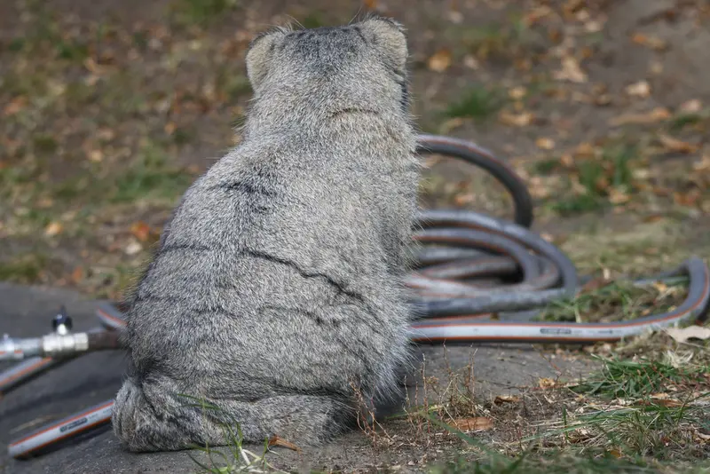 モスクワ動物園のティモフェイの写真