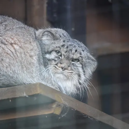 レニングラード動物園のスヴェンの写真