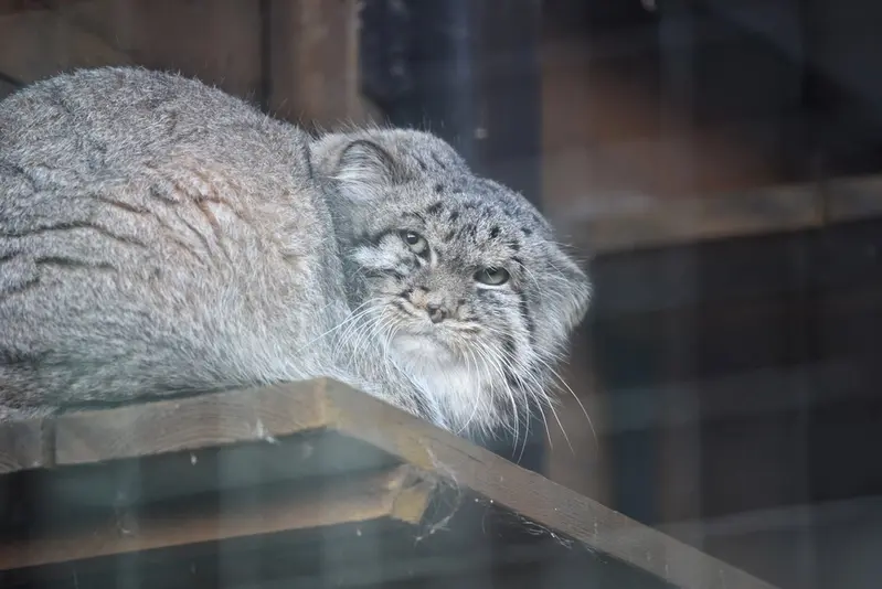 レニングラード動物園のスヴェンの写真