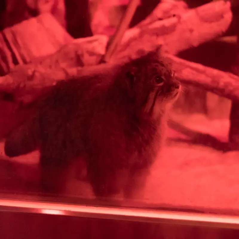恩賜上野動物園のナイマの写真
