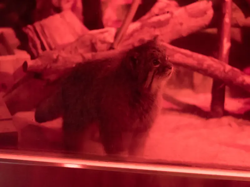 恩賜上野動物園のナイマの写真