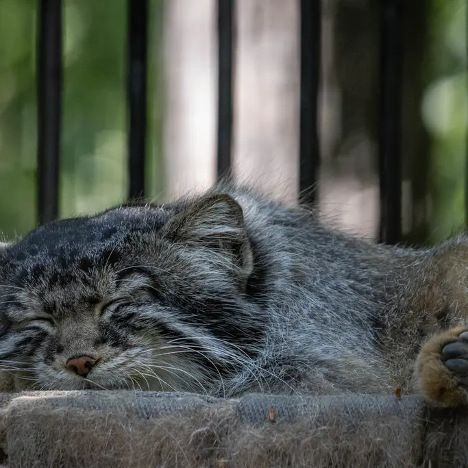 ノヴォシビルスク動物園のシルヴェスターの写真
