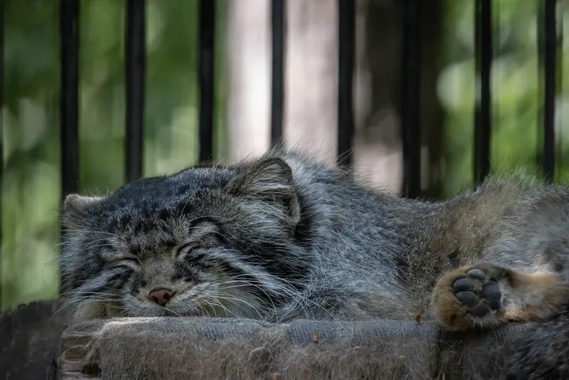 ノヴォシビルスク動物園のシルヴェスターの写真