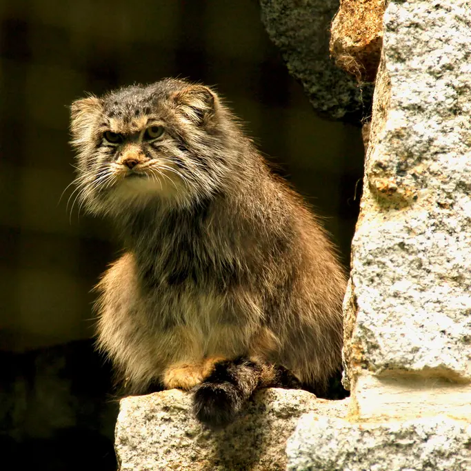 ケムニッツ動物園のボブの写真