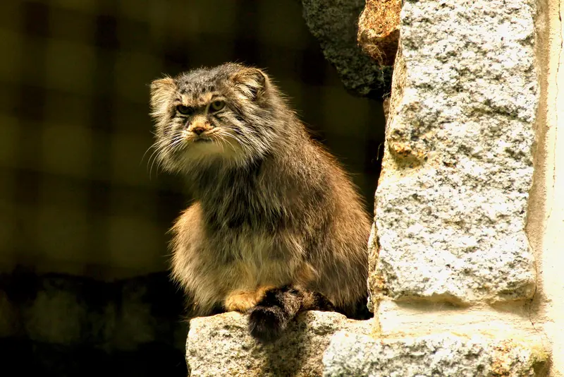 ケムニッツ動物園のボブの写真