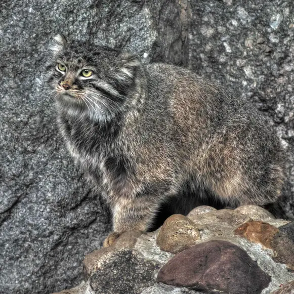 モスクワ動物園のダーライの写真
