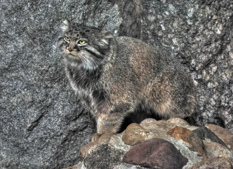モスクワ動物園のダーライの写真