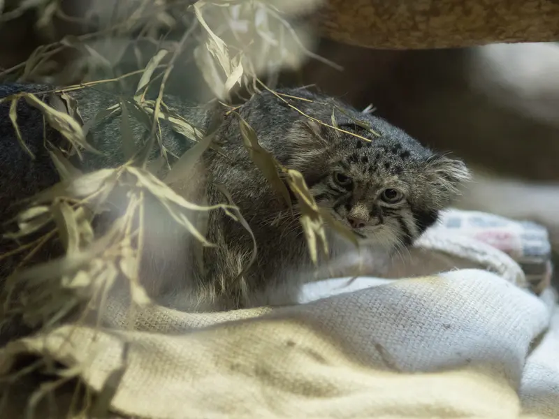 恩賜上野動物園のクリョンの写真