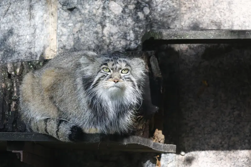 モスクワ動物園のティモフェイの写真