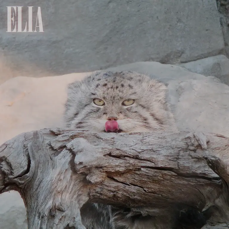 カルガリー動物園 / ワイルダー研究所のオラフの写真