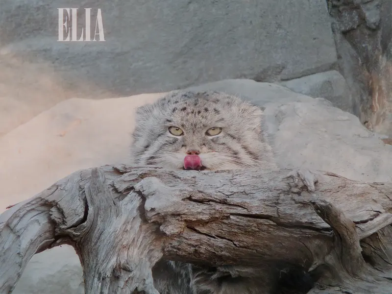 カルガリー動物園 / ワイルダー研究所のオラフの写真