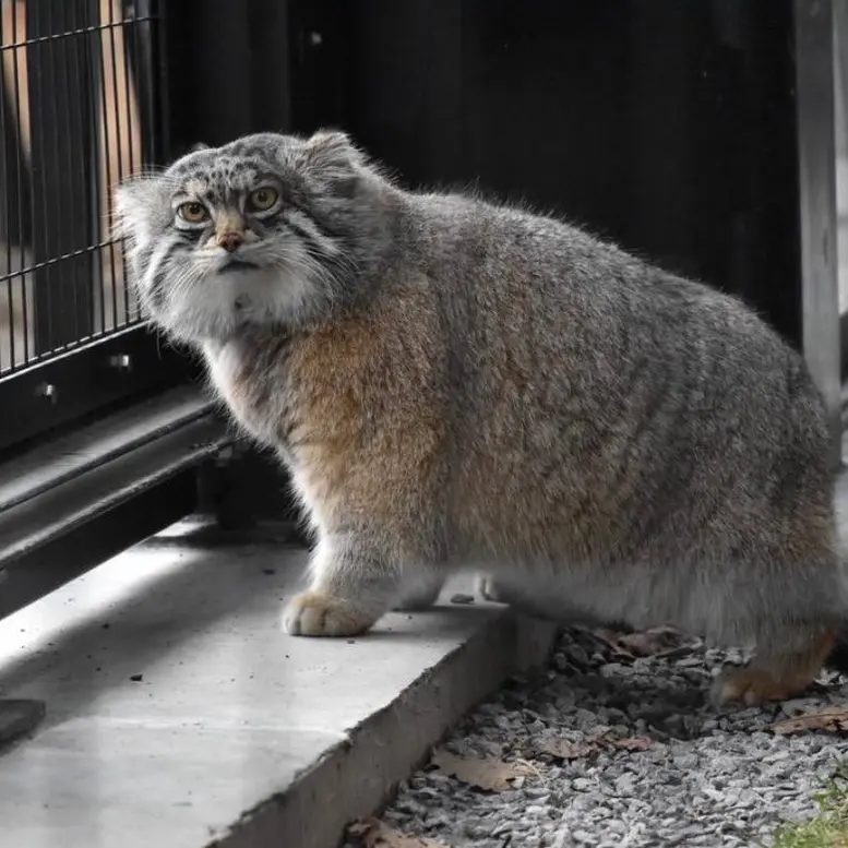 旭山動物園のグルーシャの写真