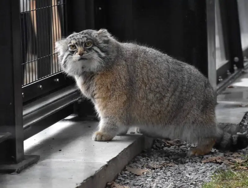 旭山動物園のグルーシャの写真