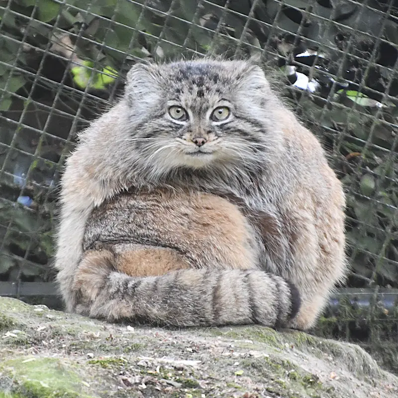 ロッテルダム動物園のポエスの写真