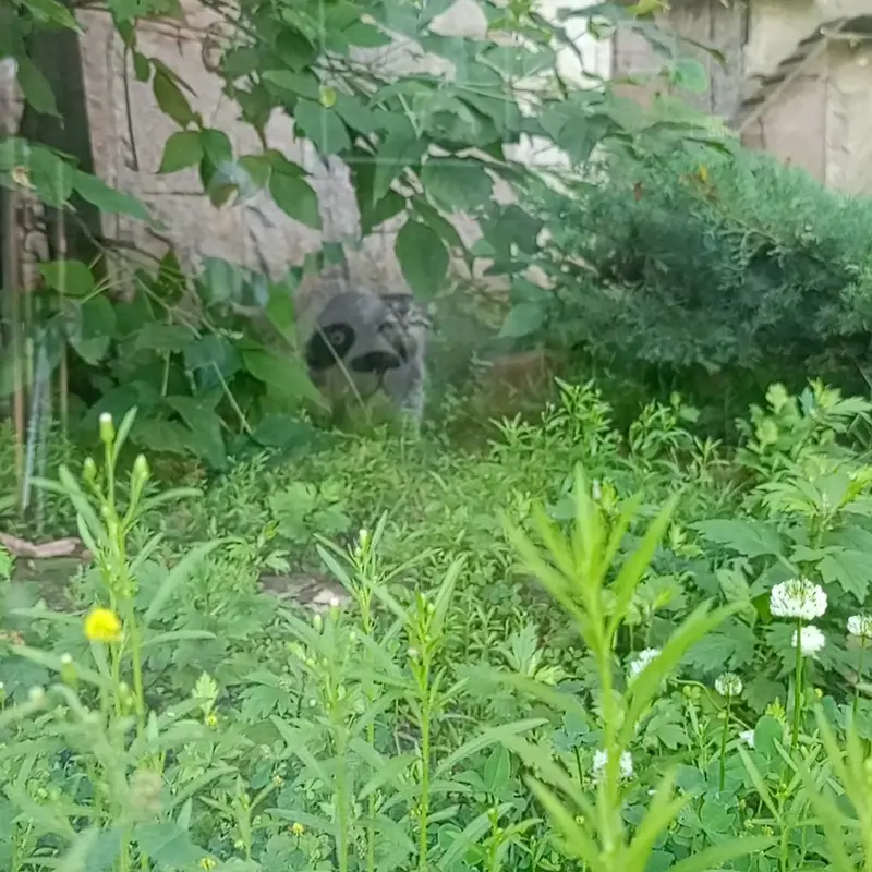 モスクワ動物園のマヌルネコの写真