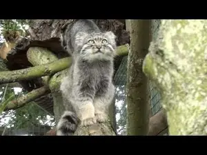 ビッグ・キャット・サンクチュアリのシヴァ、トゥーラとアドゥヴァの動画