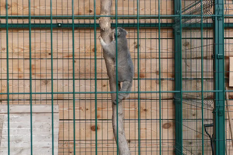 マヌルネコの写真