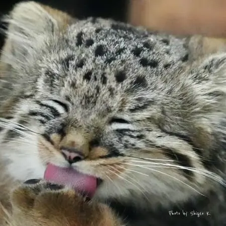 恩賜上野動物園のマヌルネコの写真