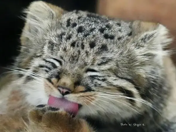 恩賜上野動物園のマヌルネコの写真