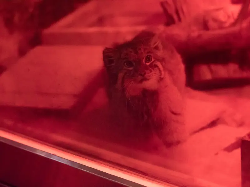 恩賜上野動物園のナイマの写真