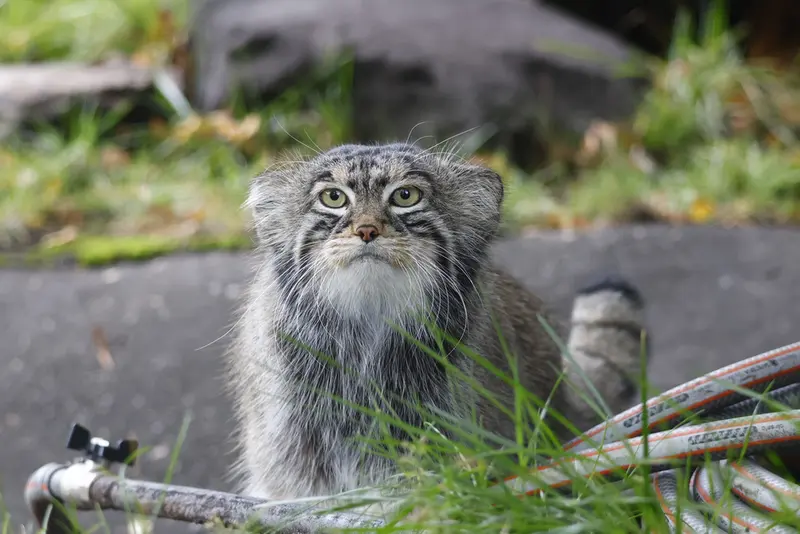 モスクワ動物園のティモフェイの写真
